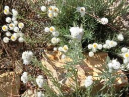 Achyranthemum paniculatum enjoying spring